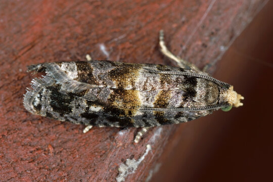 Tortrix, leafroller moth, Cymolomia hartigiana, Tortricidae. Larvae feed on fir (Abies) and spruce (Picea). Adult.