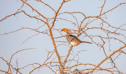 Yellow-billed hornbill (Tockus leucomelas), an African hornbill species belonging to the hornworm species. This photo was taken in Imfolozi National Park, South Africa.