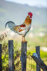 Gallo de rancho