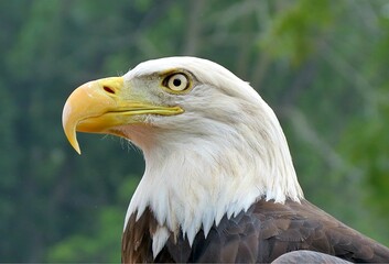 american bald eagle
