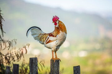 Gallo de rancho