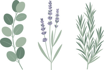 Minimalist botanical illustration featuring eucalyptus, lavender and rosemary herbs, elegant floral design elements for natural decor, botanical art, organic style