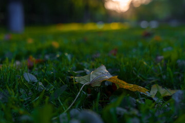 Fallen autumn leaves on green grass in sunset forest clearing