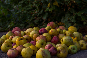 Fallen apples scattered on roadside pavement in autumn