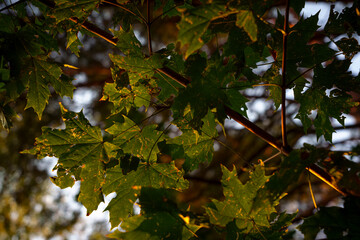 Sunlit maple leaves in early autumn forest shade
