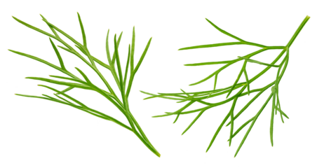 Dill isolated on white background, full depth of field