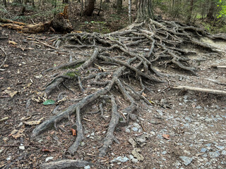 Wild Forest Trail With Exposed Tree Roots Spreading Across Rocky Path In Dense Shade