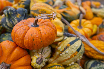 A vibrant autumn display of ornamental small pumpkins. Colorful harvest selection of decorative squashes for fall decor, seasonal celebrations, and festive backgrounds. Not edible pumpkins.