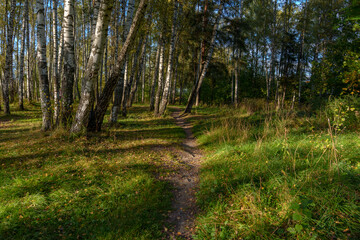 Birch trees and grassy meadow with long shadows in autumn light