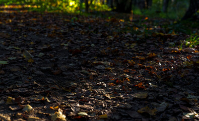 Fallen autumn leaves on forest path in soft sunlight