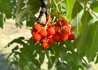 Vibrant Red Rowan Berries on a Branch