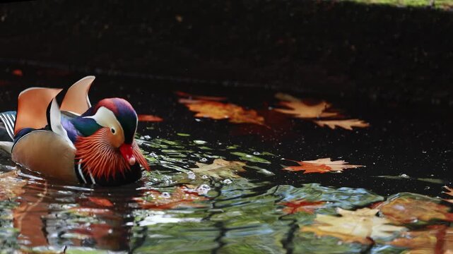 Colorful mandarin duck swimming gracefully in tranquil water, showcasing vibrant plumage and intricate patterns, reflecting nature's beauty and serenity in a peaceful environment
