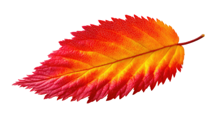 Autumn leaf: A close-up shot of a vibrant leaf transitioning through shades of red and yellow, its intricate details beautifully showcased.
