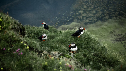 atlantic puffin or common puffin on iceland © Yaroslav