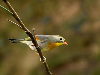 Obraz premium Red-billed leiothrix