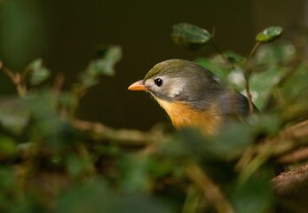 Red-billed leiothrix