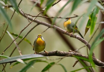Red-billed leiothrix