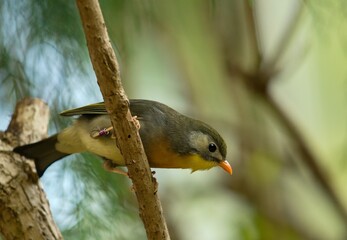 Red-billed leiothrix