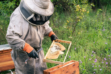 Beekeeper in protective wear inspecting a frame with bees and beeswax from a small beehive 