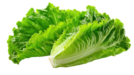Fresh Green Lettuce: a vibrant and fresh bunch of romaine lettuce, showcasing crisp and healthy leaves, ready to be enjoyed in a nourishing salad.