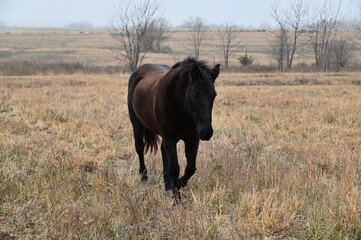 Black Horse