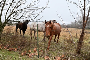 Obraz premium Horses