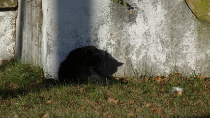 Black cat resting by the wall in a grassy area during a sunny day