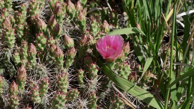 Beavertail cactus in bloom at Black Canyon of the Gunnison National Park in Colorado
