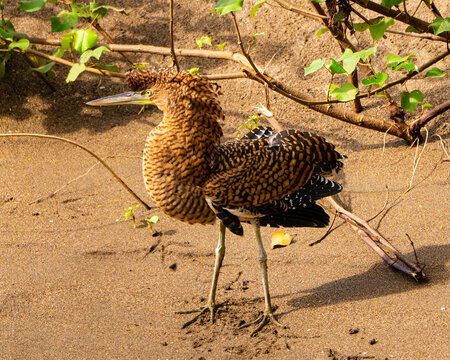 Tiger Heron in Costa Rica