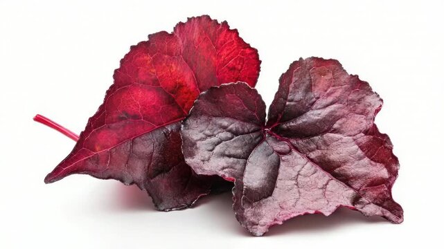 Video A detailed view of two red leaves on a white background, ideal for use in designs related to nature or autumn themes quality footage