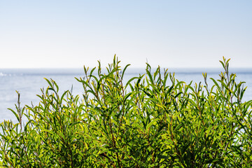 Acacia cyclops, coastal wattle, cyclops wattle, one-eyed wattle, red-eyed wattle. Heisler Park, Laguna Beach is a city in Orange County, California, United States. Pacific Ocean. coastal terrace
