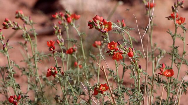 Tall orange-flowering spikes of Globe Mallow are ubiquitous around the American Southwest