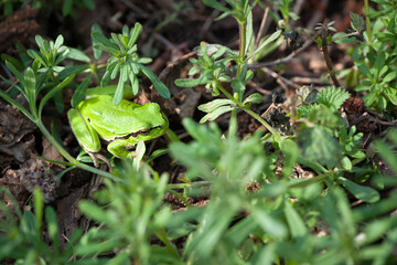 frog sits in green grass. A small European tree frog, sitting on a green blade of grass in summer. Small wild animal with wet skin, close up. amphibian in its natural habitat