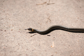Natrix Laurenti. A snake crawls along the road on a warm spring day. Sunny summer weather, mating season. Macro nature. snake, already, crawl, nature, beautiful, host, road, tongue.