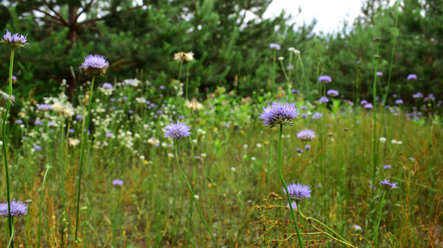 Jasione montana. symbolising reforestation and sustainable forestry. spring or summer season. beauty of nature. Beautiful blue flowers of Jasione montana. This picture is captured on mountain meadow