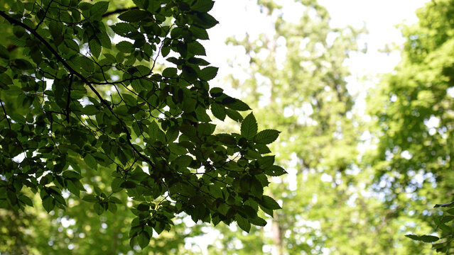 Green leaves on the tree crown, natural background. light through the tree crown. a sunny summer or spring day, in a forest or park. beauty of nature, fresh air. branches with leaves on a tree.