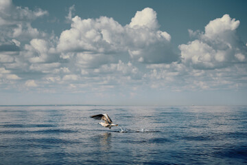 Obraz premium A seagull flies close to the surface of the water on a clear sunny day