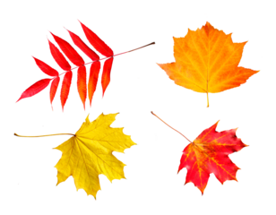 Bright autumn leaves isolated on transparent background