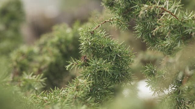 Juniper branch with sharp green needles, botanical nature detail.