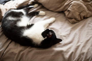 A black and white domestic cat lies comfortably on a bed, surrounded by soft bedding. appears relaxed and content in its cozy environment.