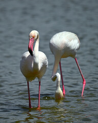 Flamingos in der Laguna de Fuente de Piedra