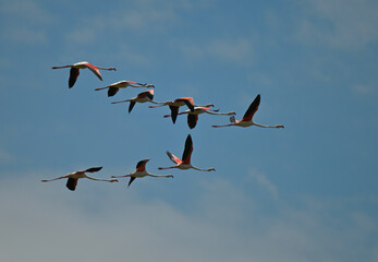 Fototapeta premium Flamingos in der Laguna de Fuente de Piedra