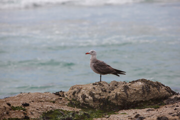 Close Up Seagull Rocky Shore Calm Sea Wildlife Nature Travel Outdoor