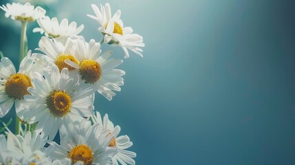 White daisies against a soft blue background. A clean, fresh floral composition ideal for spring themes, minimalist design, or natural wallpaper