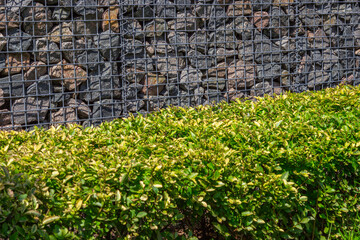 A green hedge made of shrubs. Granite stones in a metal mesh. A decorative addition to the park