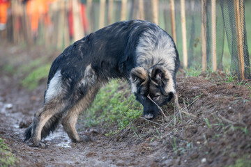 Jeune berger allemand ancien type reniflant le sol pr&egrave;s d&rsquo;une haie bocag&egrave;re