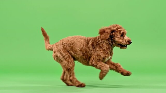 Cockapoo Dog Running Green Screen Isolated Animal Loop 4K