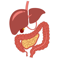 Clear diagram illustrating human digestive organs including the liver gallbladder pancreas and intestines for medical education