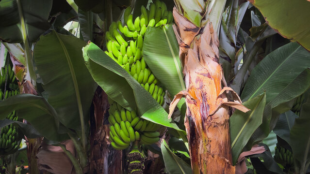 Cluster of unripe green bananas growing on a banana tree surrounded by large tropical leaves.