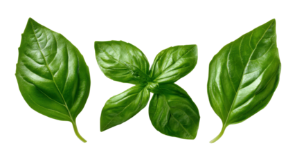 Basil leaves as culinary herb, ingredient for cooking, green food seasoning, fresh flavor, isolated on transparent background